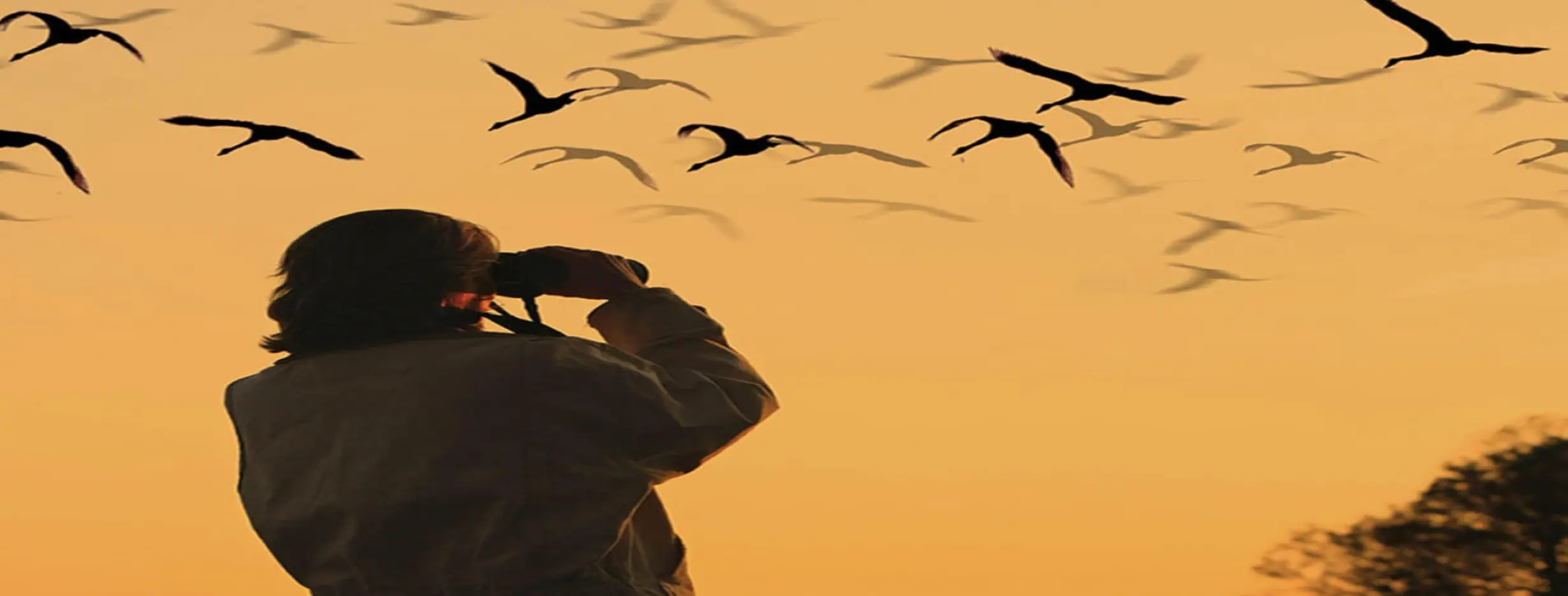 Image for Go Birding